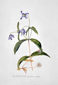 铁线莲属：Integrafolia